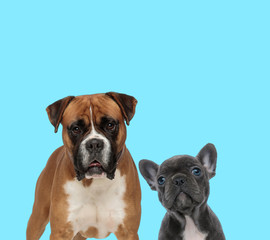 Dutiful Boxer and French bulldog cub curiously looking up