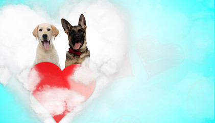 labrador retriever and german shepherd dogs sitting and panting