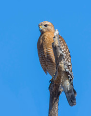 Red-shouldered Hawk on a perch