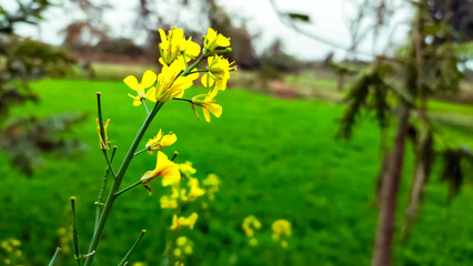snap of a beautiful yellow mustard flower in the field