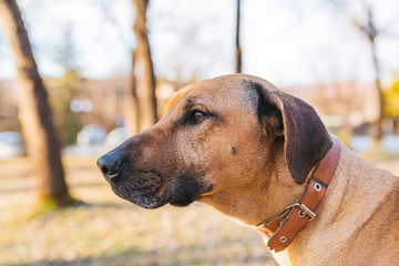 Rhodesian Ridgeback Dog profile photo. Dog head shot.