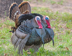 Male wild Turkey displaying his feathers