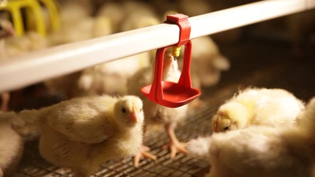 broiler chickens in the aviary at the factory
