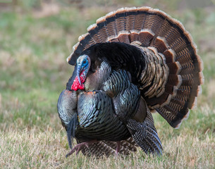 Male wild Turkey displaying his feathers