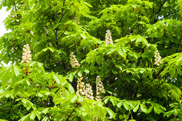 Flowering branches of chestnut Castanea sativa tree, and bright blue sky