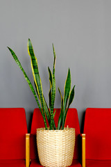 A beautiful sansevieria in a wicker flower pot stands on a red armchair against a gray wall. Stylish modern interior. Green succulent plant.	Urban jungle concept