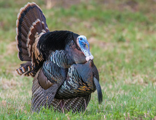 Male wild Turkey displaying his feathers