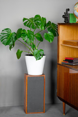 A beautiful Monstera flower in a white pot stands on a wooden old acoustic speaker on a gray background.  Interior of typical soviet style apartment. Style 70s. old-fashioned sideboard in the interior