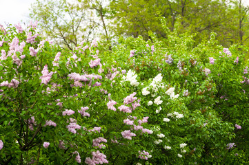 Branch with spring blossoms pink lilac flowers, bright blooming floral background.