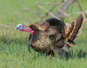 Male wild Turkey displaying his feathers