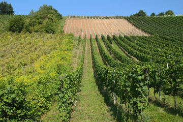 Fototapeta na wymiar Weinberg mit unterschiedlichen Anbauflächen, Trier, Mosel, Rheinland-Pfalz, Deutschland, Europa