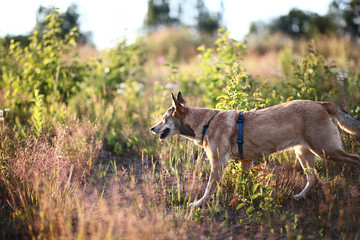 Naklejka premium Happy dog walking in grass in summer field