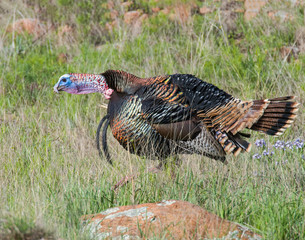 Male wild Turkey displaying his feathers