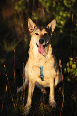 Happy dog sitting in grass in summer field