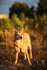 Loyal dog standing in meadow in sunset