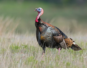 Male wild Turkey displaying his feathers