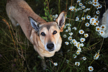 Loyal sitting dog amidst chamomiles at summer day