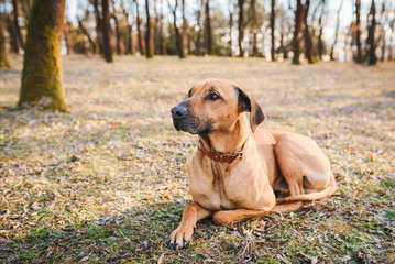 Rhodesian Ridgeback dog laying on the grass in a park. Outdoor photo of a domesticated dog.