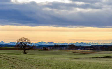 Naklejka premium Tree in front of an alpine panorama in the evening with the foehn weather