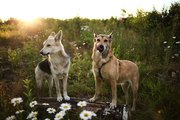 two Loyal dogs standing amidst chamomiles at summer day