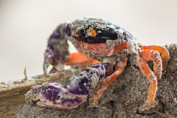 Halloween crab