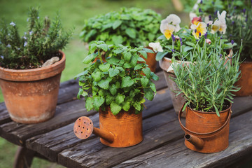 Garden decor, old vintage rusty watering cans with plants