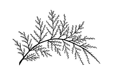 thuja tree branch. on a white background isolate. eps 10 vector stock illustration. out line.