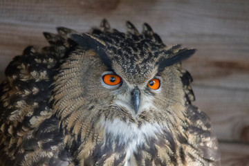 European eagle owl looks into the camera