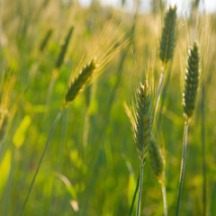 Grain in the field