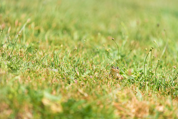 Green frog hiding in grass