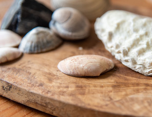 Shells on wood surface
