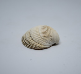 shell on white surface