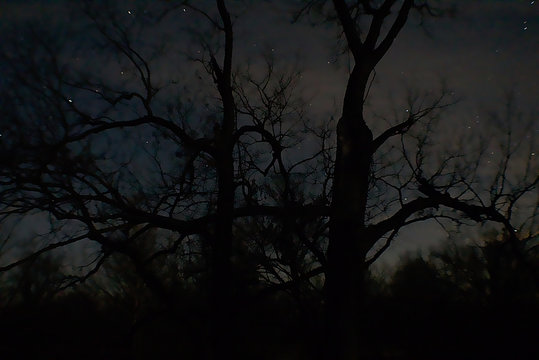 silhouette of a tree