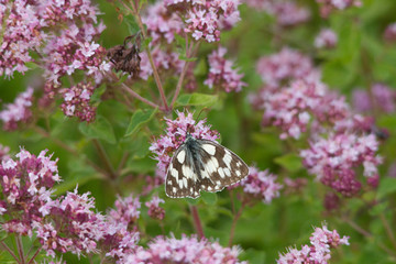 Melanargia galathea on the blossom of a meadow plant