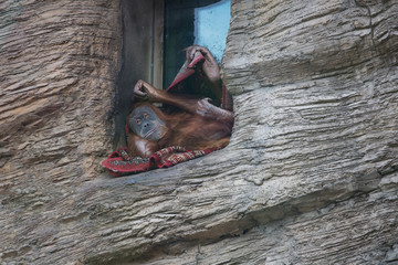 orangutan (Pongo pygmaeus) resting in the window opening on the carpet in the zo