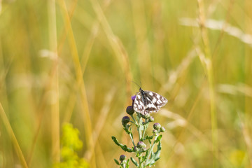 Melanargia galathea on the blossom of a thistle plant