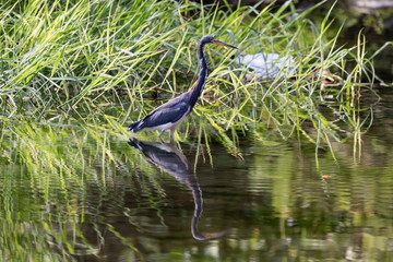 Little blue heron (Egretta caerulea)