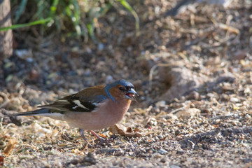 Chaffinch sits in front of a picket fence on the ground looking for food