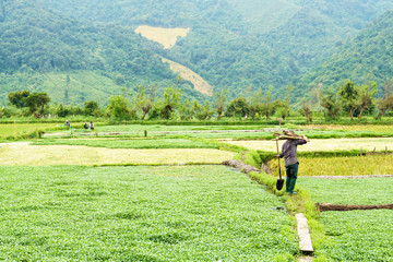 Farmers work in the fields in mountainous Laos. Province Shenghuang.