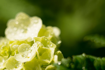 delicate flower lily of the valley with drops of water, sunrise closeup. selective focus, bokeh, green background. Spring concept