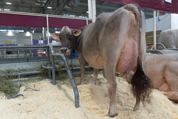 Obraz premium Dairy cows with large breasts