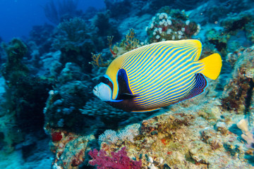Naklejka na ściany i meble Imperial angelfish (Pomacanthus imperator) on a coral reef in the Indian ocean.