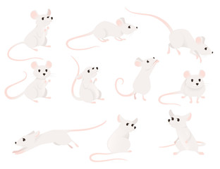 Set of gray mouse in different poses cute small mammal animal flat vector illustration isolated on white background
