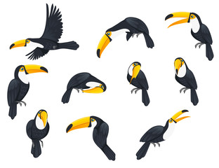 Set of toucan tropical bird with a massive bill and typically brightly colored plumage cartoon animal design flat vector illustration isolated on white background