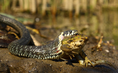 Coronavirus source sample with a snake eating a frog