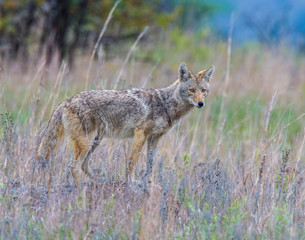 Naklejka na ściany i meble Coyote in the Wichita Mountains