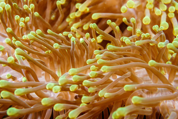 Variegated amphiprion on the reef of the Indian ocean. Maldives.
