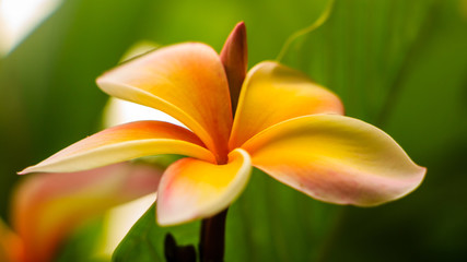 Plumeria is a pink and white tropical flower blooming on a tree.