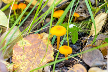 Young yellow mushrooms in the autumn forest.