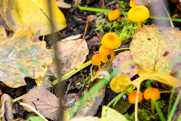Young yellow mushrooms in the autumn forest.